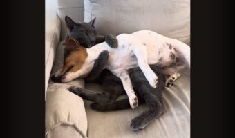 ギュ～っとハグしてペロペロ。同居犬をだっこしてアログルーミングし続けるネコ【海外・動画】