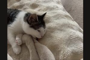 うっかりさんなネコ。ペロペロと毛づくろいしているのは・・おててじゃなくて、ソファだよ！！【海外・動画】