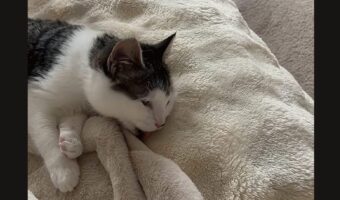 うっかりさんなネコ。ペロペロと毛づくろいしているのは・・おててじゃなくて、ソファだよ！！【海外・動画】