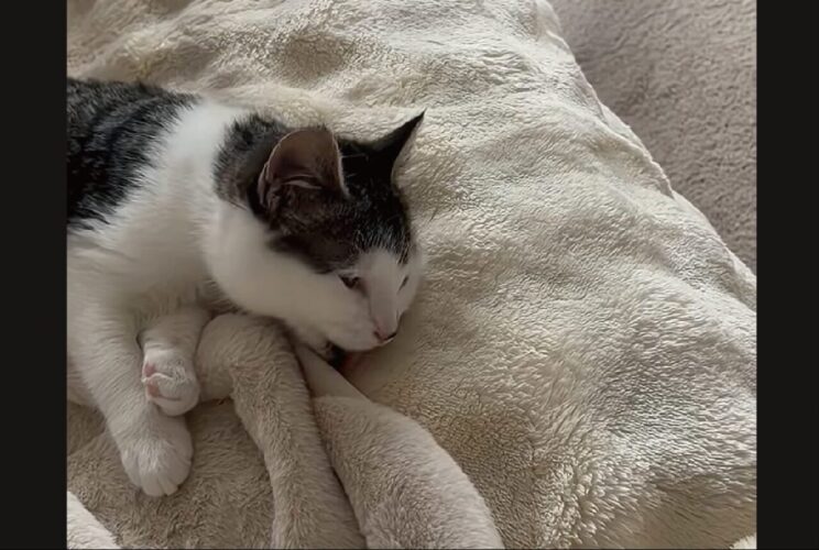うっかりさんなネコ。ペロペロと毛づくろいしているのは・・おててじゃなくて、ソファだよ！！【海外・動画】