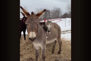 見事な乗りこなし！ロバの背中でくつろぐネコはロバが歩いても振り落とされずにしがみつく！！【アメリカ・動画】