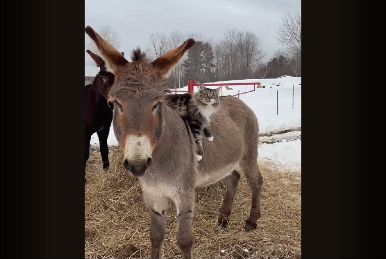 見事な乗りこなし！ロバの背中でくつろぐネコはロバが歩いても振り落とされずにしがみつく！！【アメリカ・動画】