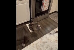 ちらっちらっと様子を伺うアメリカンブリー。飼い主さんの一瞬の隙をついてイタズラ成功！！【アメリカ・動画】