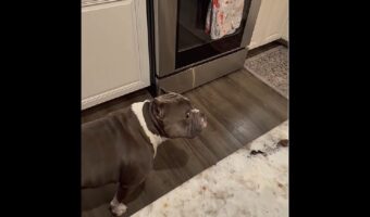 ちらっちらっと様子を伺うアメリカンブリー。飼い主さんの一瞬の隙をついてイタズラ成功！！【アメリカ・動画】