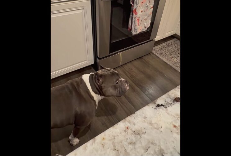 ちらっちらっと様子を伺うアメリカンブリー。飼い主さんの一瞬の隙をついてイタズラ成功！！【アメリカ・動画】