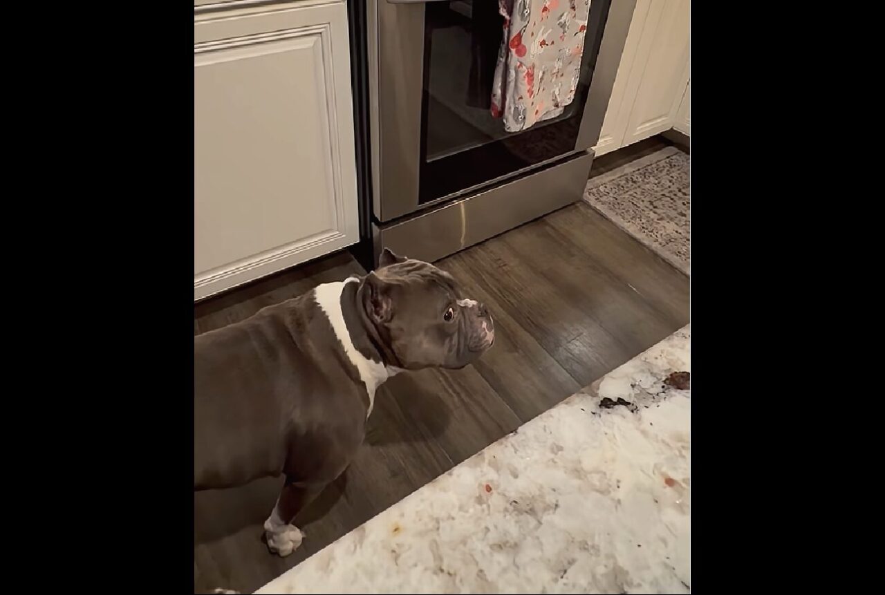ちらっちらっと様子を伺うアメリカンブリー。飼い主さんの一瞬の隙をついてイタズラ成功！！【アメリカ・動画】