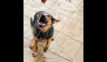 雨を飲みたい！イヌが口を大きく開いてパクパク！！【海外・動画】