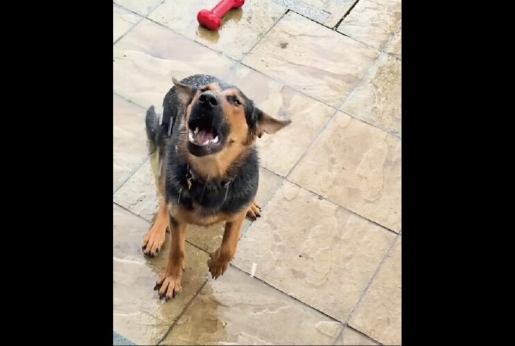 雨を飲みたい！イヌが口を大きく開いてパクパク！！【海外・動画】