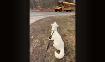 愛犬が待ち焦がれるのは・・。スクールバスが到着するともうじっとしていられない！！【アメリカ・動画】