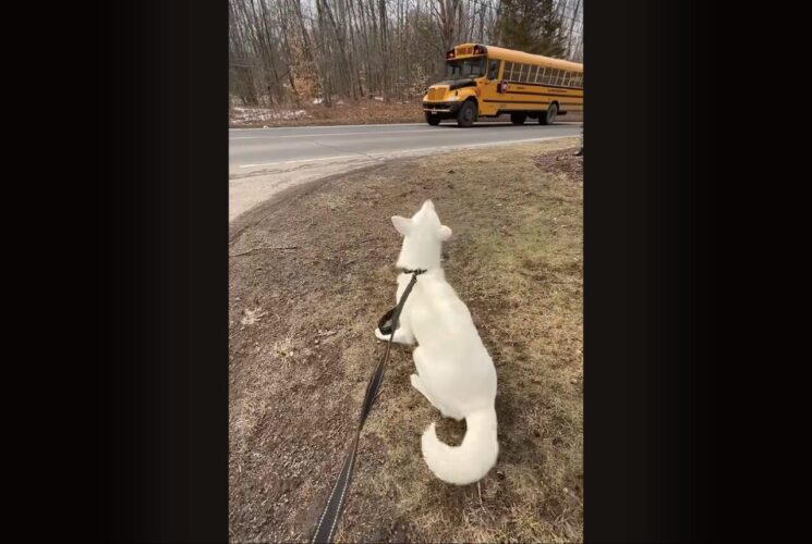 愛犬が待ち焦がれるのは・・。スクールバスが到着するともうじっとしていられない！！【アメリカ・動画】