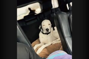 じっとできる子とワイパーを追うのに夢中な子。ドライブ中の愛犬たちの差が激しい！【アメリカ・動画】