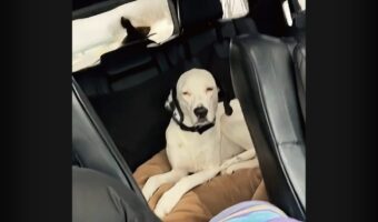 じっとできる子とワイパーを追うのに夢中な子。ドライブ中の愛犬たちの差が激しい！【アメリカ・動画】