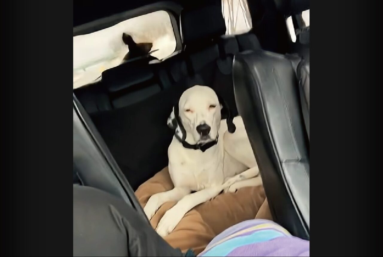 じっとできる子とワイパーを追うのに夢中な子。ドライブ中の愛犬たちの差が激しい！【アメリカ・動画】