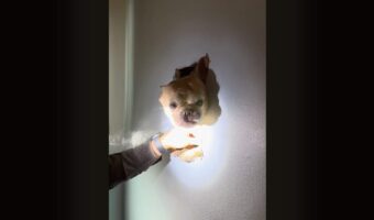 壁からブルドッグが頭をのぞかせている！？屋根裏から落ちた愛犬を壁に穴を開けて救助開始！！【アメリカ・動画】