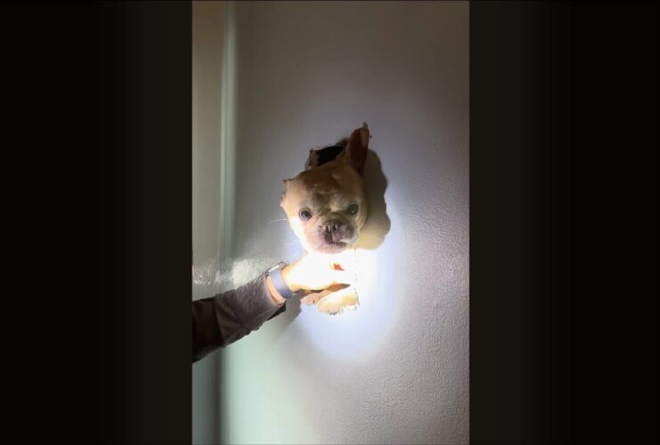 壁からブルドッグが頭をのぞかせている！？屋根裏から落ちた愛犬を壁に穴を開けて救助開始！！【アメリカ・動画】