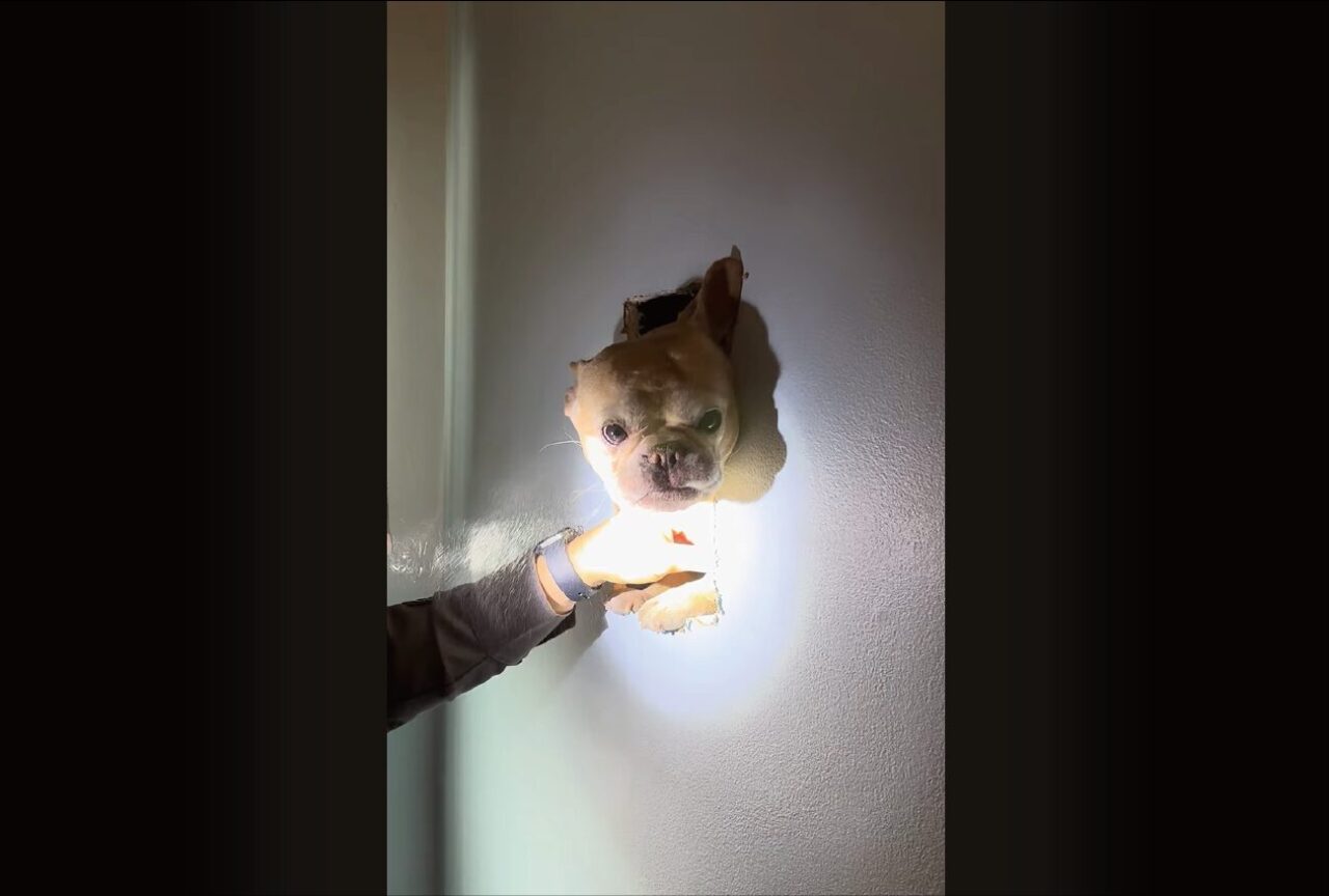 壁からブルドッグが頭をのぞかせている!?屋根裏から落ちた愛犬を壁に穴を開けて救助開始!!【アメリカ・動画】