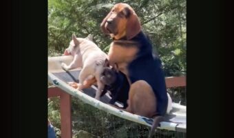 みんなで楽しくブランコ！飼い主さんが押すブランコに乗る4匹の愛犬たち【海外・動画】