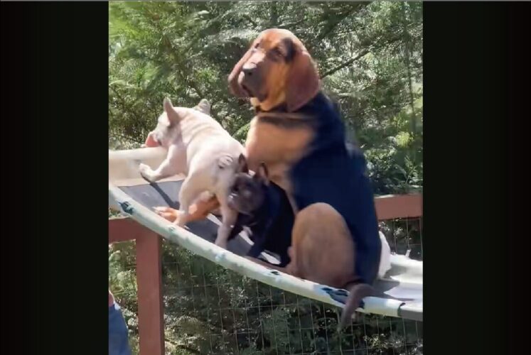 みんなで楽しくブランコ！飼い主さんが押すブランコに乗る4匹の愛犬たち【海外・動画】