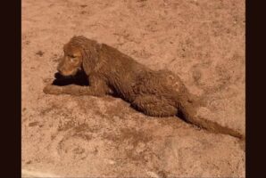 ゴールデンレトリバーの子犬が全身砂まみれ！？これもはしゃぎまわって遊んだ証だね！！【アメリカ・動画】