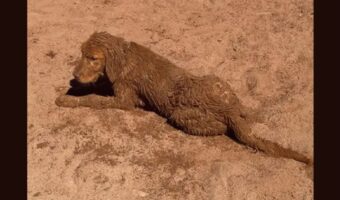 ゴールデンレトリバーの子犬が全身砂まみれ！？これもはしゃぎまわって遊んだ証だね！！【アメリカ・動画】