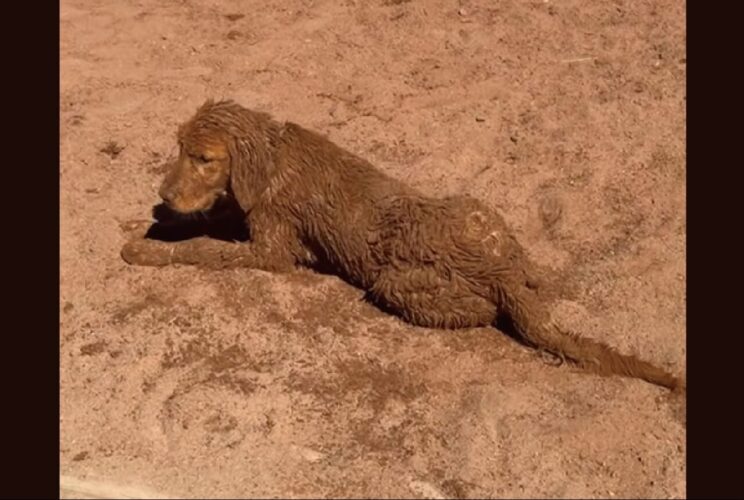 ゴールデンレトリバーの子犬が全身砂まみれ！？これもはしゃぎまわって遊んだ証だね！！【アメリカ・動画】