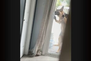 ベランダにいたジャーマンシェパードが・・！器用にスライドドアを開けて家に入って来た！！【海外・動画】