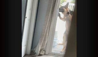 ベランダにいたジャーマンシェパードが・・！器用にスライドドアを開けて家に入って来た！！【海外・動画】