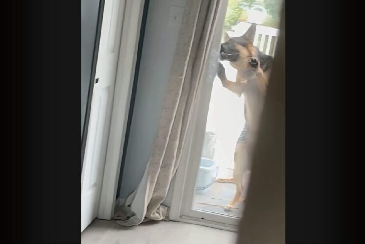 ベランダにいたジャーマンシェパードが・・！器用にスライドドアを開けて家に入って来た！！【海外・動画】