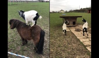 自由過ぎるヤギ。ポニーに乗ったり、ごっつんと兄弟と頭突き合いをしたりと元気いっぱい！！【海外・動画】