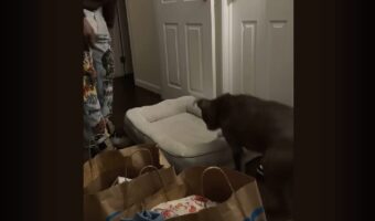 愛犬に新しいベッドをプレゼント！喜んでもらえるかな～【海外・動画】