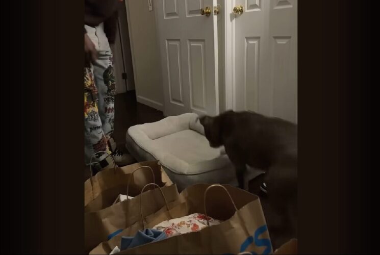 愛犬に新しいベッドをプレゼント！喜んでもらえるかな～【海外・動画】