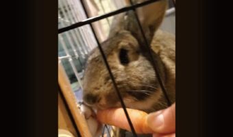 ニンジンをもぐもぐ。ウサギの幸せなおやつタイムが一転！？【アメリカ・動画】