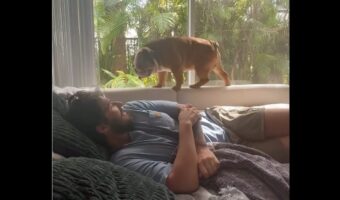 よいしょよいしょとソファの背もたれを進んで・・。ブルドッグがパパさんにダイブ！！【海外・動画】