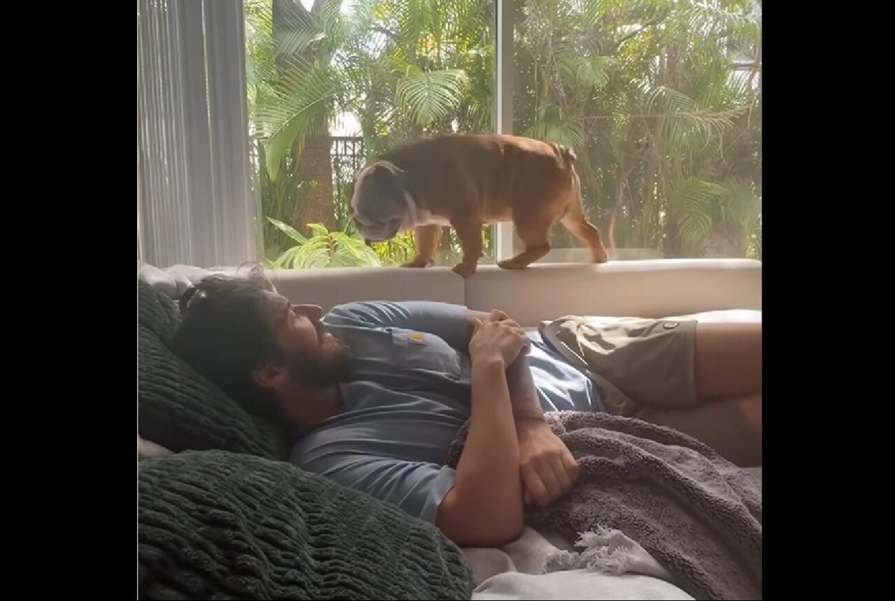 よいしょよいしょとソファの背もたれを進んで・・。ブルドッグがパパさんにダイブ！！【海外・動画】
