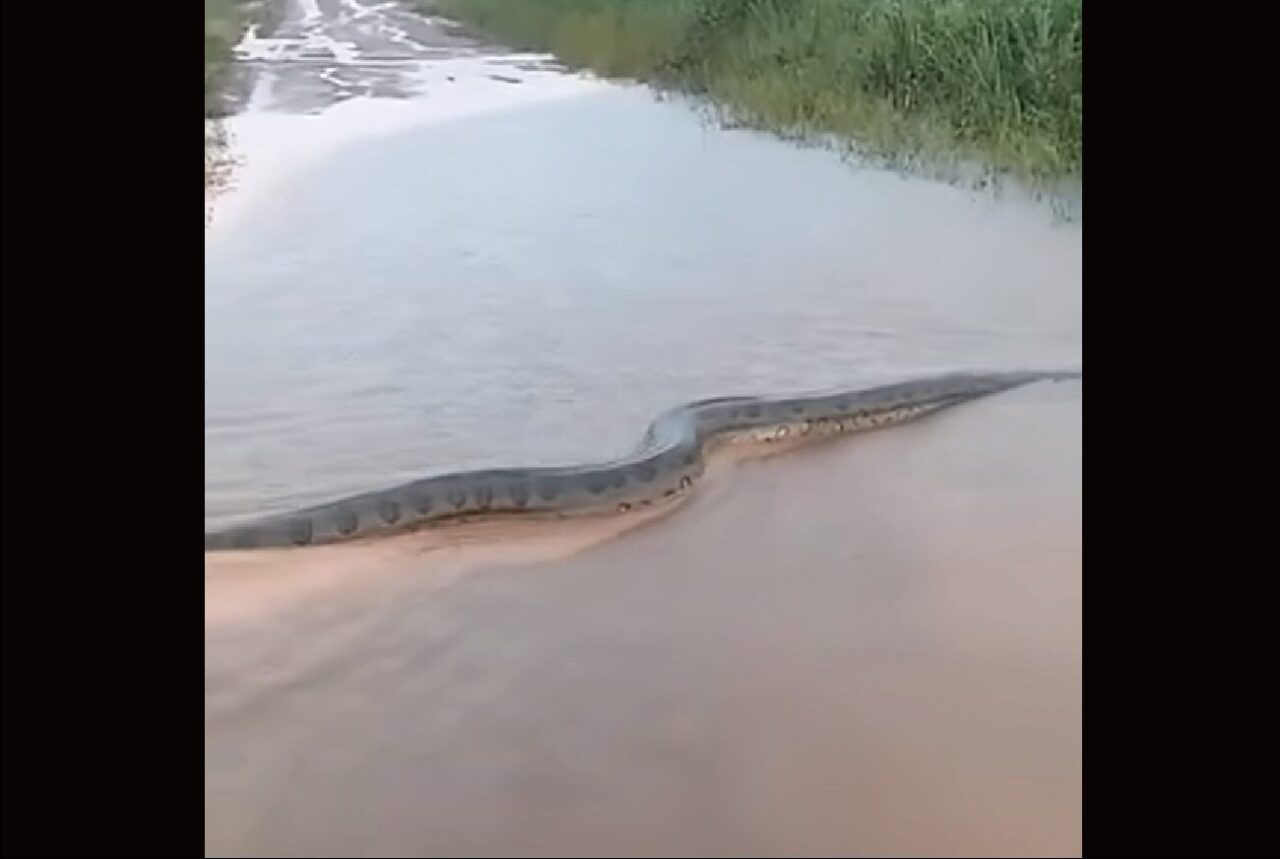 ブラジルの農村に現れたのは・・。想像を絶するレベルの巨大なアナコンダ！？【海外・動画】