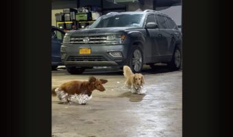 雪遊びから帰ってきたら・・。ダックスフンドたちは雪のブーツを履いて帰って来た！！【アメリカ・動画】