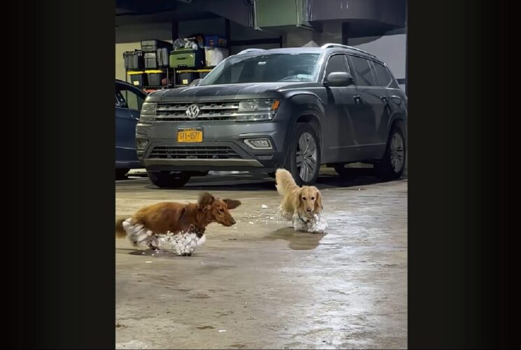 雪遊びから帰ってきたら・・。ダックスフンドたちは雪のブーツを履いて帰って来た！！【アメリカ・動画】