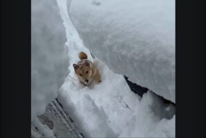 全身埋もれるほどの雪の中でも・・。愛犬が意を決して進んだのは遊びたかったからじゃない！？【アメリカ・動画】