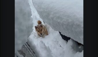 全身埋もれるほどの雪の中でも・・。愛犬が意を決して進んだのは遊びたかったからじゃない！？【アメリカ・動画】