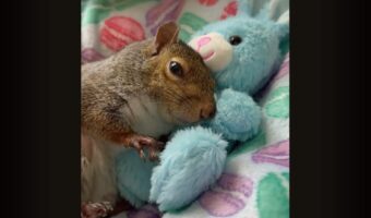 ウサギのぬいぐるみをだっこするリス。ナデナデしてもらっているうちにウトウトしてきて・・おやすみなさい【アメリカ・動画】