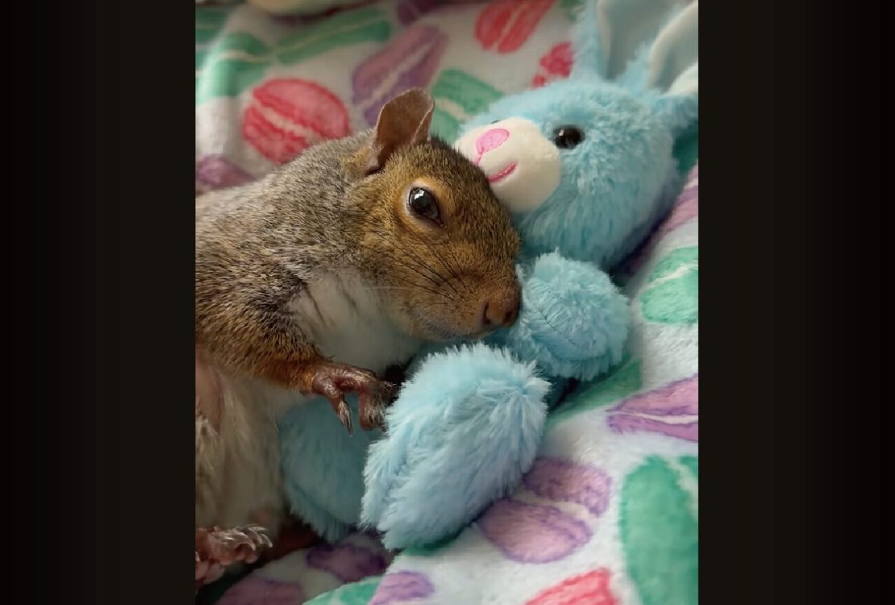 ウサギのぬいぐるみをだっこするリス。ナデナデしてもらっているうちにウトウトしてきて・・おやすみなさい【アメリカ・動画】