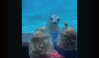 アシカが困惑！？ふたごちゃんを見て水槽越しにキョロキョロ【アメリカ・動画】