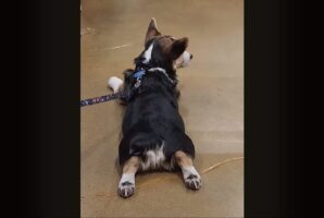 しつけ訓練も楽しい？うつ伏せになったコーギーのしっぽがピョコピョコかわいく動いてる！！【アメリカ・動画】