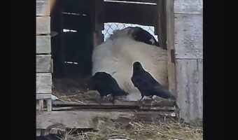 カラスがコソコソ。ヒツジからもふもふの毛をもらおうとしていた！！【アメリカ・動画】