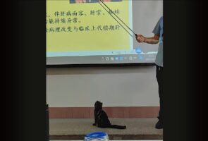 授業を真面目に聞いていても頭に入ってこないかも！先生の指示棒をオモチャにするネコが教室にやって来た！？【海外・動画】