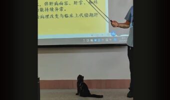 授業を真面目に聞いていても頭に入ってこないかも！先生の指示棒をオモチャにするネコが教室にやって来た！？【海外・動画】