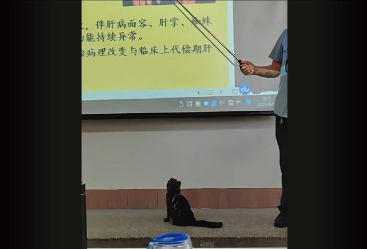 授業を真面目に聞いていても頭に入ってこないかも！先生の指示棒をオモチャにするネコが教室にやって来た！？【海外・動画】
