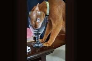 グラスに頭を突っ込むネコ。どうしても水が飲みたい！！【アメリカ・動画】