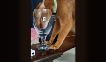 グラスに頭を突っ込むネコ。どうしても水が飲みたい！！【アメリカ・動画】