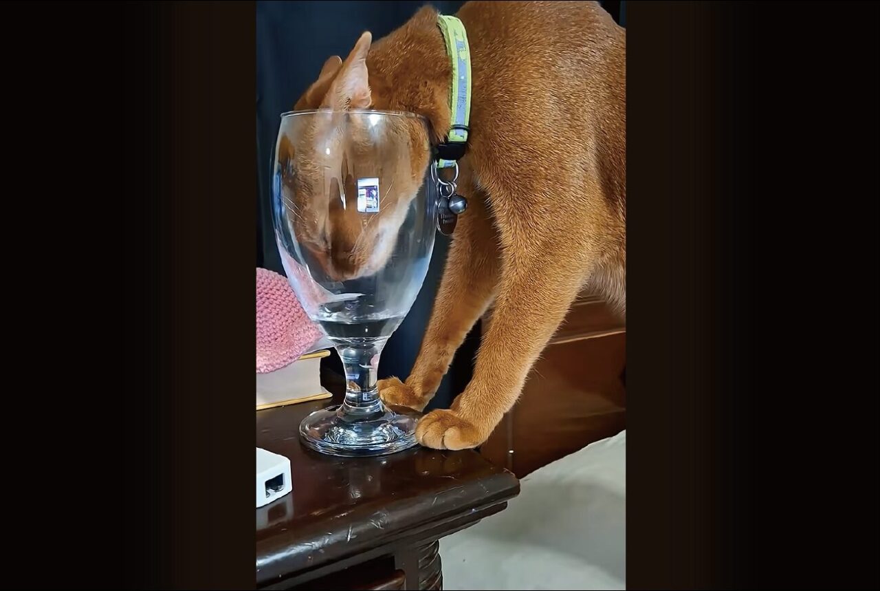グラスに頭を突っ込むネコ。どうしても水が飲みたい！！【アメリカ・動画】
